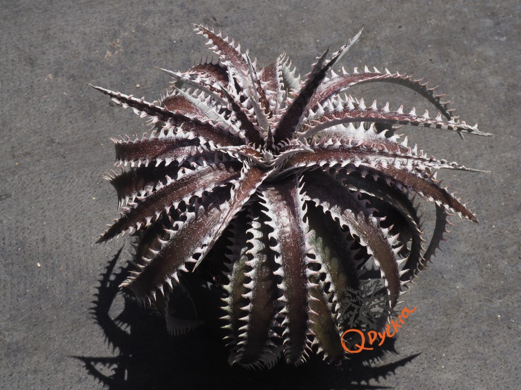 Dyckia BS x Arizona (Bill Baker Hyb) ① ⑶