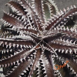 Dyckia Hybrid Tarzan x Squid