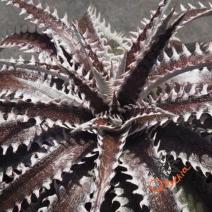 Dyckia Hybrid Tarzan x Squid