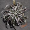 Dyckia Sky Walker x Heaven and Hell