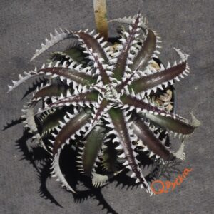 Dyckia Sky Walker x Heaven and Hell