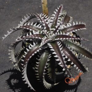 Dyckia Sky Walker x Heaven and Hell