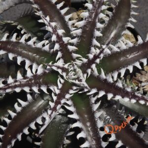 Dyckia Sky Walker x Heaven and Hell