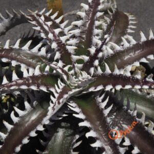 Dyckia Sky Walker x Heaven and Hell