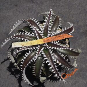 Dyckia Sky Walker x Heaven and Hell