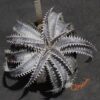 Dyckia ML Giant Blue F1 x (Silver Diamond x Arizona)