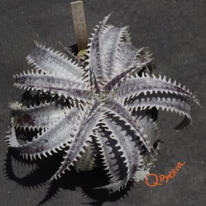 Dyckia ML Giant Blue F1 x (Silver Diamond x Arizona)