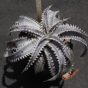 Dyckia ML Giant Blue F1 x (Silver Diamond x Arizona)