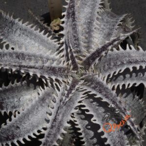 Dyckia ML Giant Blue F1 x (Silver Diamond x Arizona)