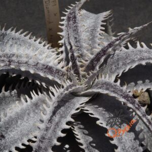 Dyckia ML Giant Blue F1 x (Silver Diamond x Arizona)