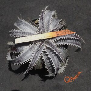 Dyckia ML Giant Blue F1 x (Silver Diamond x Arizona)