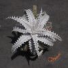 Dyckia ML var estevesii Bill Baker Clone F1