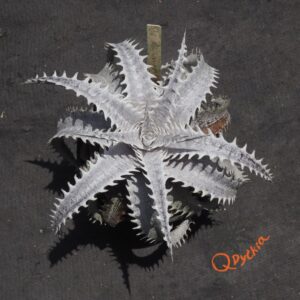 Dyckia ML var estevesii Bill Baker Clone F1