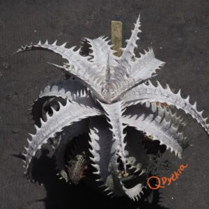 Dyckia ML var estevesii Bill Baker Clone F1
