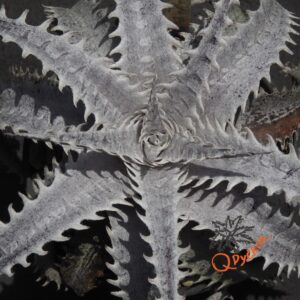 Dyckia ML var estevesii Bill Baker Clone F1