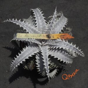 Dyckia ML var estevesii Bill Baker Clone F1