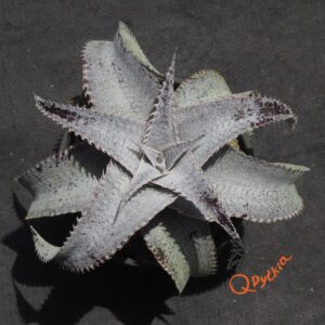 Dyckia ML Super Wide Leaf x ML Red Spines