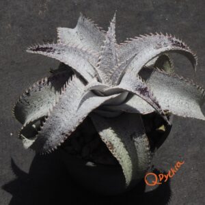 Dyckia ML Super Wide Leaf x ML Red Spines