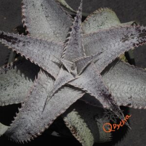 Dyckia ML Super Wide Leaf x ML Red Spines
