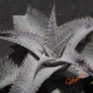 Dyckia ML Super Wide Leaf x ML Red Spines