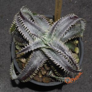 Dyckia Marathon x Wasabi