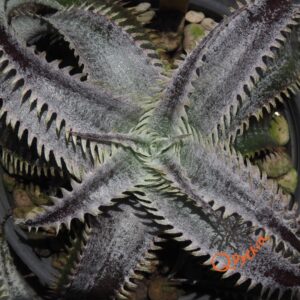 Dyckia Marathon x Wasabi