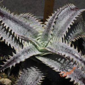 Dyckia Marathon x Wasabi