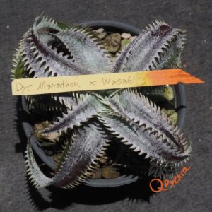 Dyckia Marathon x Wasabi
