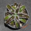 Dyckia Marathon x Wasabi