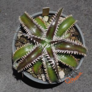 Dyckia Marathon x Wasabi