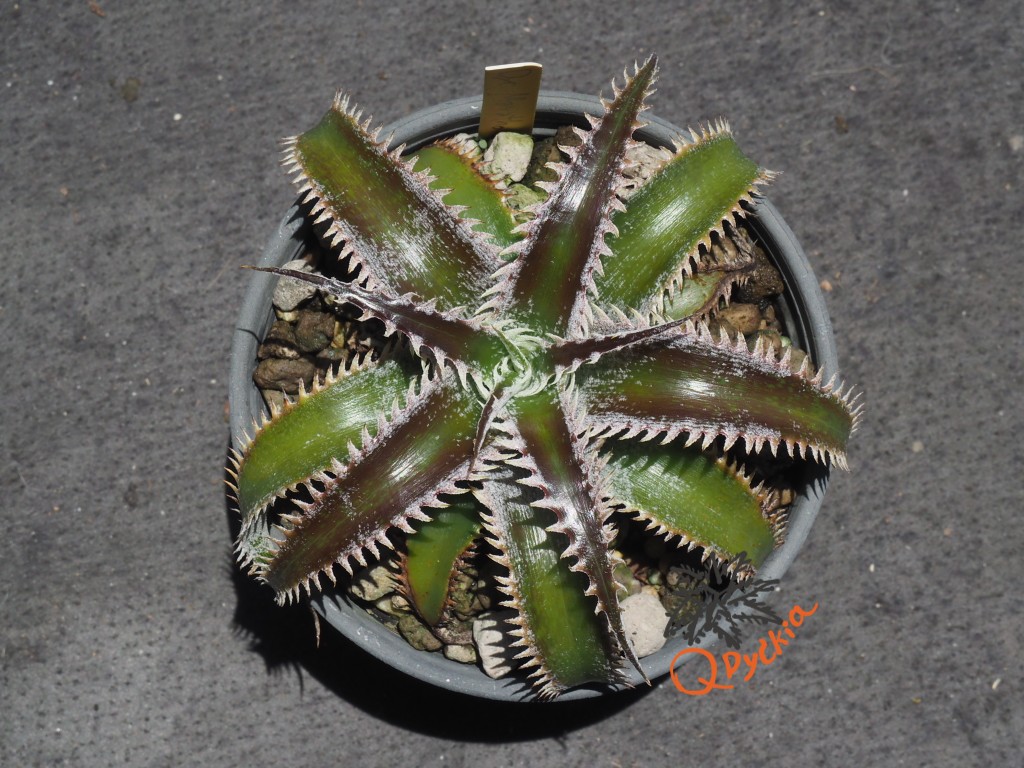 Dyckia Marathon x Wasabi