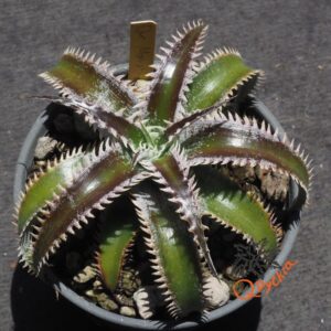 Dyckia Marathon x Wasabi