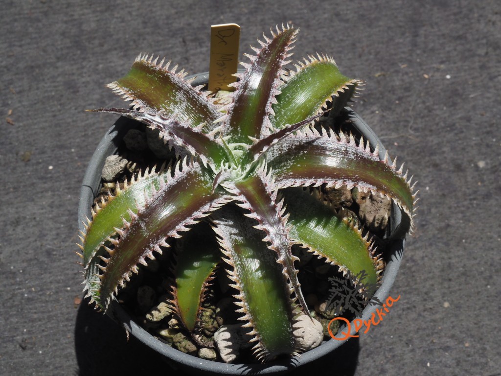 Dyckia Marathon x Wasabi