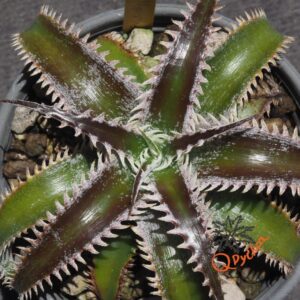 Dyckia Marathon x Wasabi