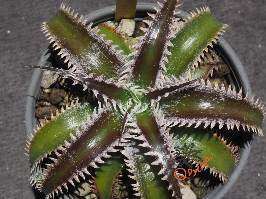 Dyckia Marathon x Wasabi