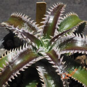 Dyckia Marathon x Wasabi