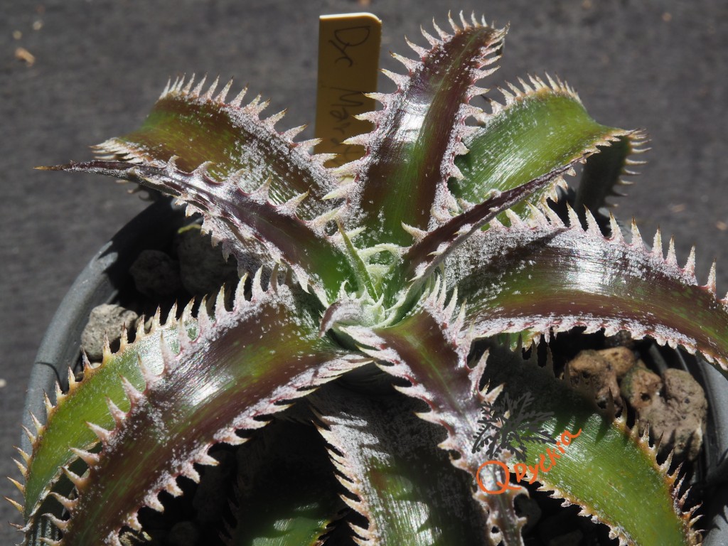 Dyckia Marathon x Wasabi