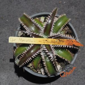 Dyckia Marathon x Wasabi