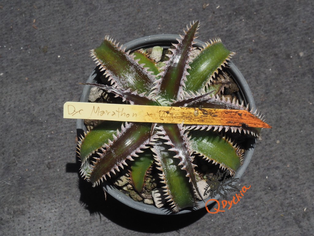Dyckia Marathon x Wasabi
