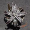 Dyckia Marathon x Wasabi