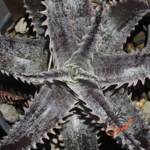 Dyckia Marathon x Wasabi