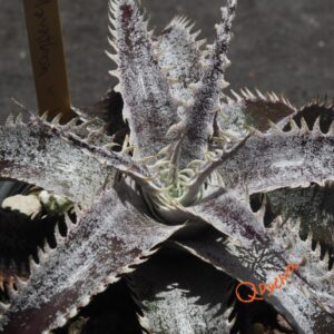 Dyckia Marathon x Wasabi