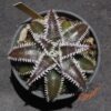 Dyckia (Heaven and Hell x Bone) X Marathon