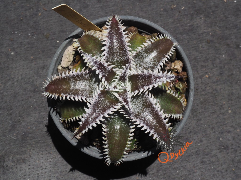 Dyckia (Heaven and Hell x Bone) X Marathon