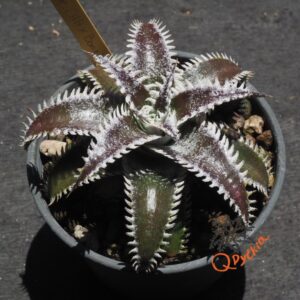 Dyckia (Heaven and Hell x Bone) X Marathon