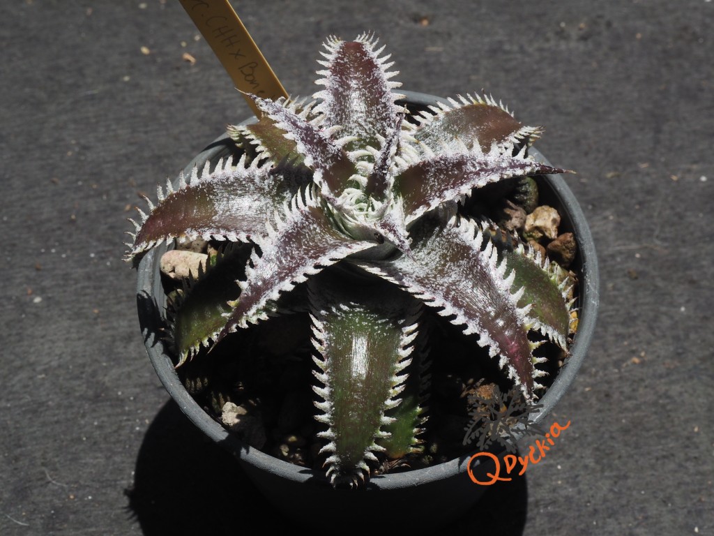 Dyckia (Heaven and Hell x Bone) X Marathon