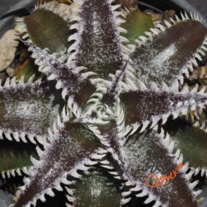Dyckia (Heaven and Hell x Bone) X Marathon