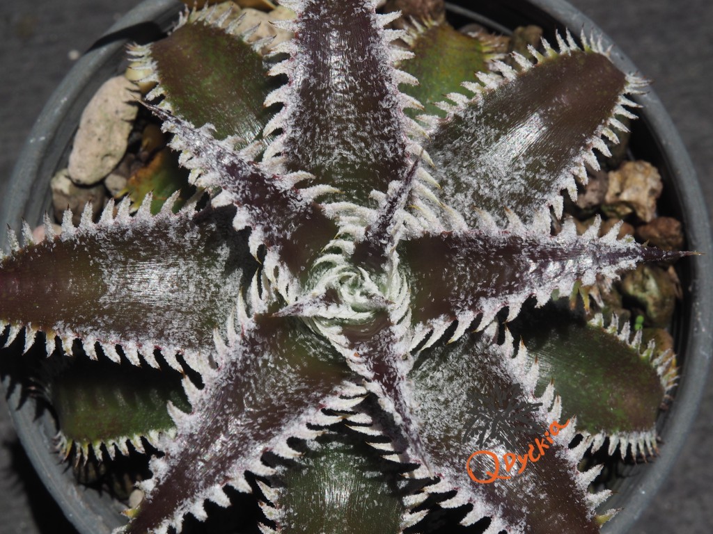 Dyckia (Heaven and Hell x Bone) X Marathon