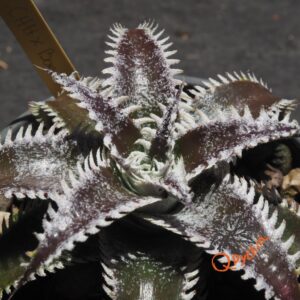 Dyckia (Heaven and Hell x Bone) X Marathon