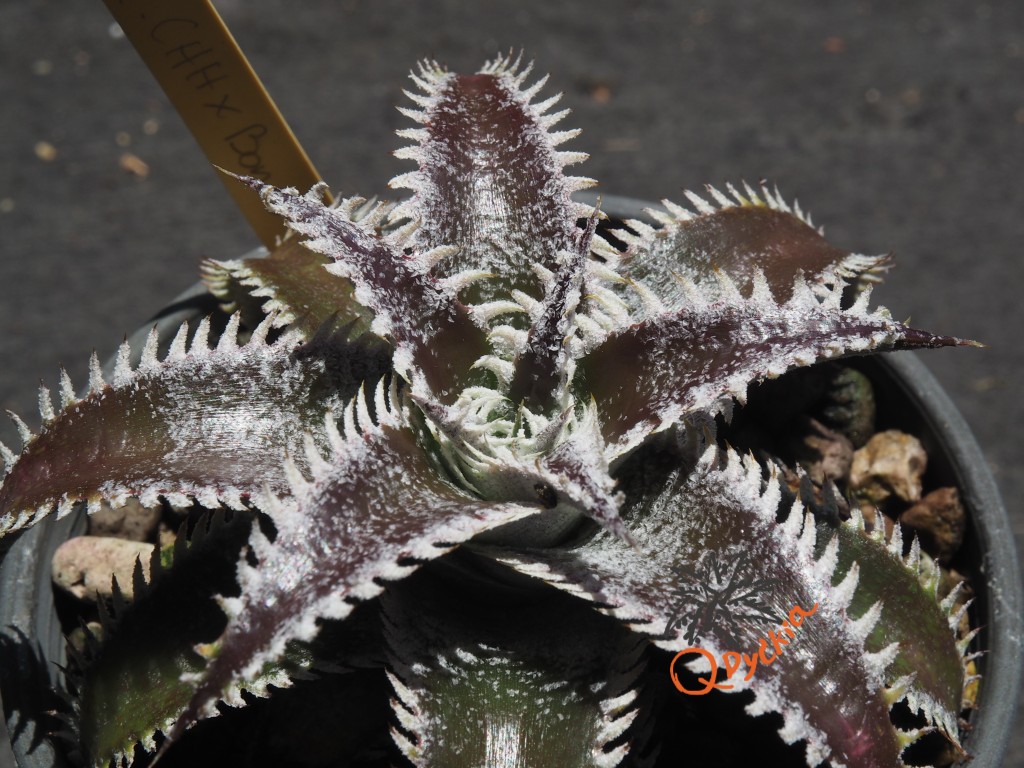 Dyckia (Heaven and Hell x Bone) X Marathon